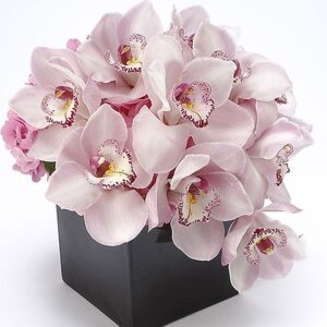 Joyful Orchid