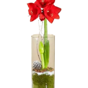 Holiday Amaryllis