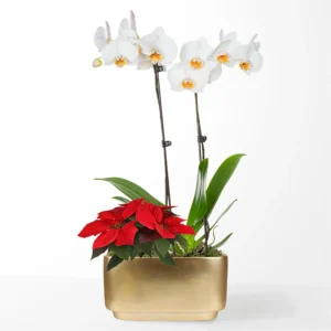 White Orchid & Red Poinsettia Garden