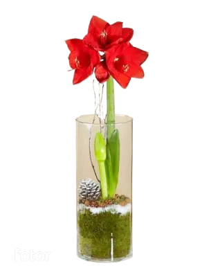 Holiday Amaryllis