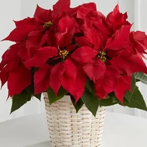 Red Poinsettia Basket