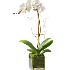 Orchid