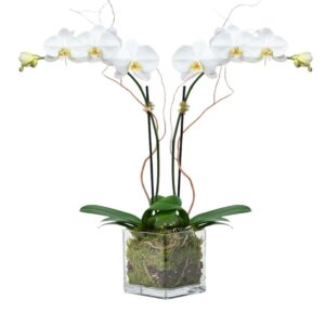Doble orchid